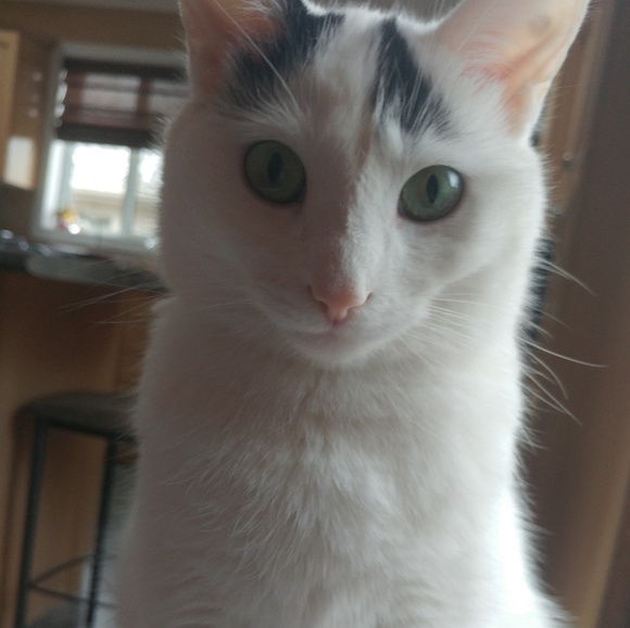 Meet your Posher, Lucy - Picture 1 of 1